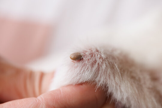 tick on an animal dog or cat, tick bite close up, selective focus