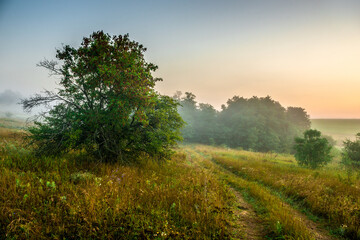 Fog in early morning at summer . Green field and forest , early sunrise without sun . Fogge blue houre . Beautiful trees on field . Summer landscapes . Hunting road in the field 