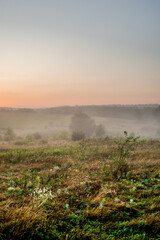 Fog in early morning at summer . Green field and forest , early sunrise without sun . Fogge blue houre . Beautiful trees on field . Summer landscapes . Hunting road in the field 