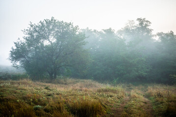 Fog in early morning at summer . Green field and forest , early sunrise without sun . Fogge blue...