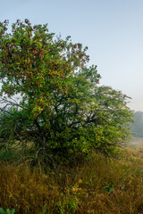Obraz premium Fog in early morning at summer . Green field and forest , early sunrise without sun . Fogge blue houre . Beautiful trees on field . Summer landscapes . Hunting road in the field 