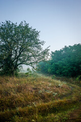 Fototapeta premium Fog in early morning at summer . Green field and forest , early sunrise without sun . Fogge blue houre . Beautiful trees on field . Summer landscapes . Hunting road in the field 