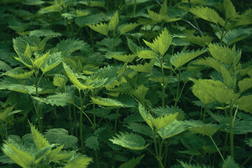 Fresh nettle leaves. Thickets of nettles. Medicinal plant. Green leaves background.