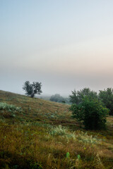 Obraz premium Fog in early morning at summer . Green field and forest , early sunrise without sun . Fogge blue houre . Beautiful trees on field . Summer landscapes . Hunting road in the field 