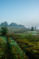 Fototapeta premium Fog in early morning at summer . Green field and forest , early sunrise without sun . Fogge blue houre . Beautiful trees on field . Summer landscapes . Hunting road in the field 