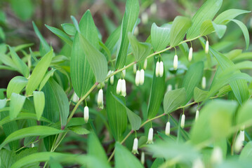 Polygonatum odoratum, Solomon's seal white flowers closeup selective focus