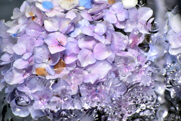 Obraz premium 山口 山﨑八幡宮 紫陽花 花