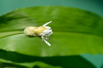 Wild garlic flower bud