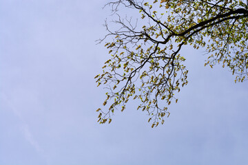 European hop hornbeam branch with flowers