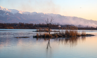 Lonely tree in water. Peaceful landscape with mountains and a lake in the heart of Transylvania