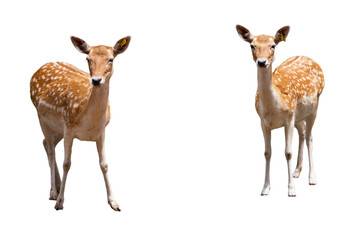 Wildlife at Dubbo Zoo NSW Australia