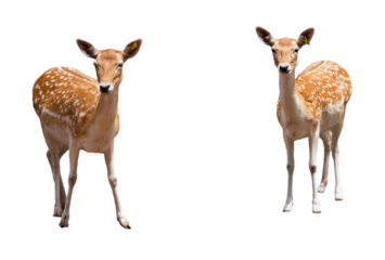 Wildlife at Dubbo Zoo NSW Australia