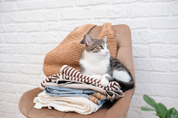 Stack of woman clothes for spring and summer with cat on chair against white bricks background