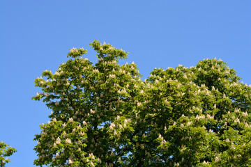 Obraz premium Common horse chestnut tree