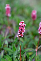 Lesser Knotweed flowers