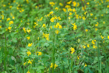Greater celandine, .Chelidonium majus yellow flowers closeup selctive focus