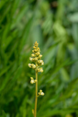 Coral Bells Electric Lime flowers