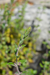 Yellow germander flower buds