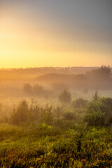 Red sunrise over the forest . Foggy morning at summer . Golden lights through the trees of forest . Green leaves and grass. Morning in forest . Golden sunrise 