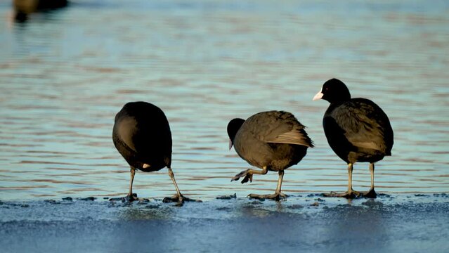 Black bird with white beak and red eyes cleaning feathers on ice floe in winter. Black waterhen in lake. Common coot bird flowing on pond close up