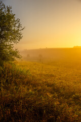 Obraz premium Red sunrise over the forest . Foggy morning at summer . Golden lights through the trees of forest . Green leaves and grass. Morning in forest . Golden sunrise 