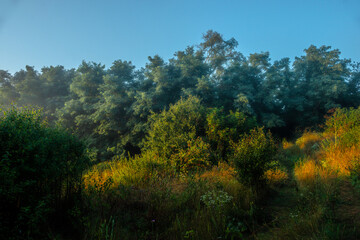 Fototapeta premium Red sunrise over the forest . Foggy morning at summer . Golden lights through the trees of forest . Green leaves and grass. Morning in forest . Golden sunrise 