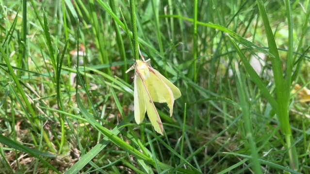 Brimstone moth, Opisthograptis luteolata in green grass on spring sunny windy day - close up shot, real time. Topics: insect, fauna, flora, nature, natural environment, field, meadow, garden