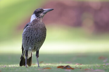 Young, juvenile, immature Australian magpie on short green grass, looking right