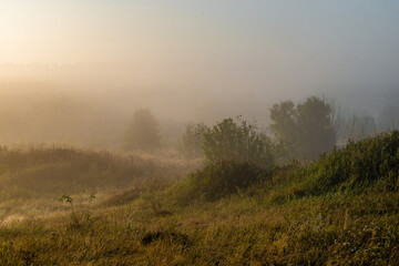 Fog over the field at summer . Green forest and lights of sun at the morning . Foggy morning over the woods and forest . Green trees and grass