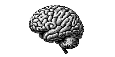 Engraving brain vector illustration on white BG