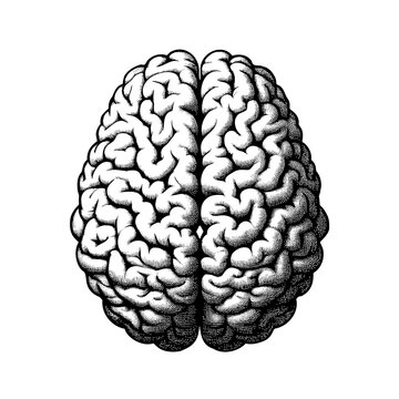 Monochrome vector engraving  hemisphere of  brain