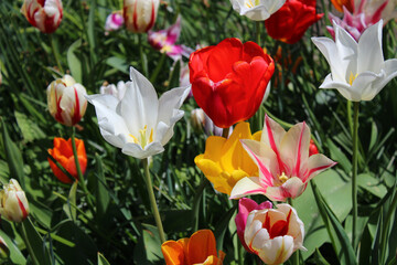 Verschiedene Tulpen