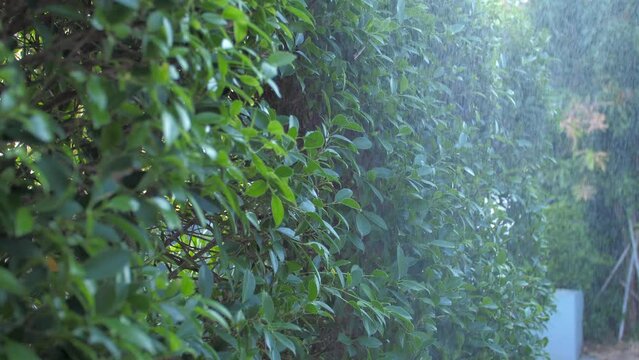 Slow motion showering water to the plant