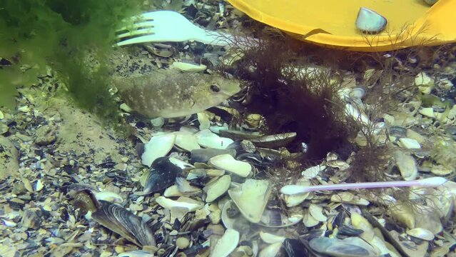 Plastic pollution of the sea: wrasse fish reproduce among plastic debris on the seabed.