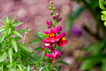 Beautiful blooming red and yellow flower Snapdragons Antirrhinum Australe Rothm. with defocus...