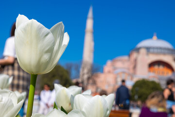 Visit Istanbul background photo. White tulip and Hagia Sophia.