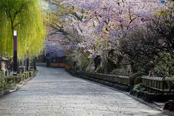 春の京都、祇園白川