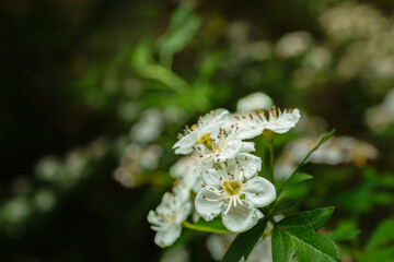 The blossom of a Hawthorn Tree, Crataegus monogyna, growing in the countryside in spring.