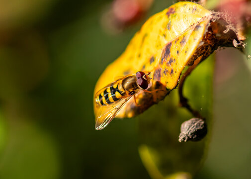Eupeodes, the aphideater flies, are a genus of moderate hoverflies in the family Syrphidae. Habitat. Patches of flowers in fields, road verges, gardens and alongside hedgerows