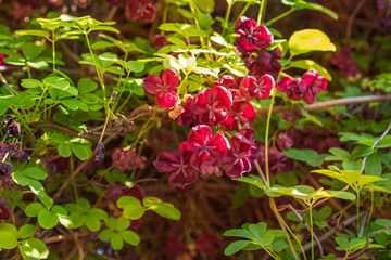 Akebia quinata, commonly known as chocolate vine, five-leaf chocolate vine.Place for text.