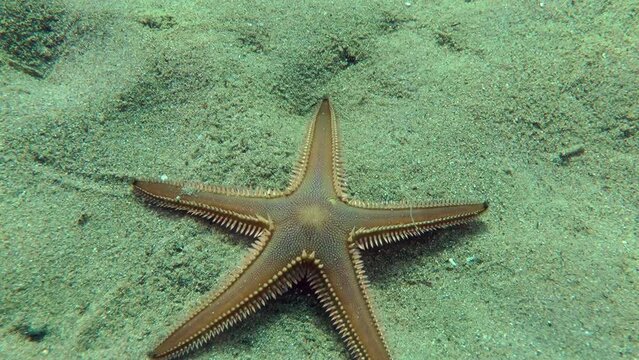 Sand Sea Star or Sandy Starfish (Astropecten jonstoni) crawling quickly along the sandy seabed, close-up.