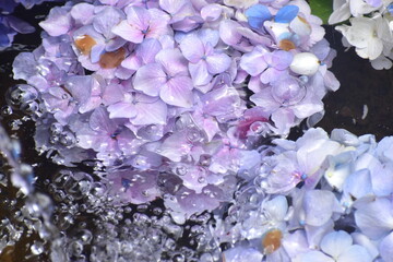 山口　山﨑八幡宮　紫陽花　花