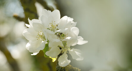 White apple tree blossoms with delicate petals in various stages of bloom