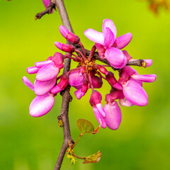 Beautiful judas tree fuchsia colored flowers in plain, natural green background. Spring has come again.