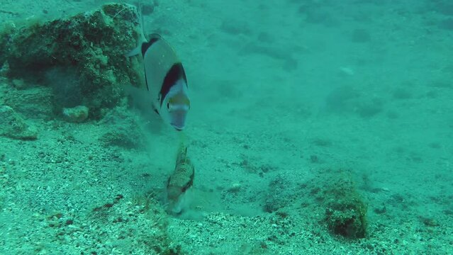Joint hunting: Red mullet (Mullus barbatus) digs the sandy bottom, Common two-banded sea breath (Diplodus vulgaris) picks up food.
