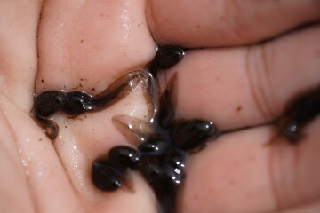 Frogs breed in the hand. Tadpoles of the European grass frog (Rana temporaria) after hatching from...