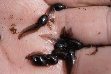 Frogs breed in the hand. Tadpoles of the European grass frog (Rana temporaria) after hatching from...