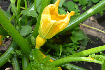 Squash blossom. Pumpkin flower in home veges garden. Pumpkin blossom can be consumed raw in salads, steamed, cooked with other vegetables.