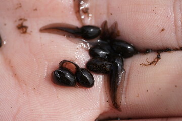 Frogs breed in the hand. Tadpoles of the European grass frog (Rana temporaria) after hatching from...