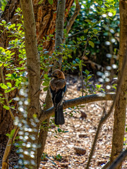 A Eurasian Jay enjoying the sun among the green foliage. Another sunny early summer day in Earth paradise. .